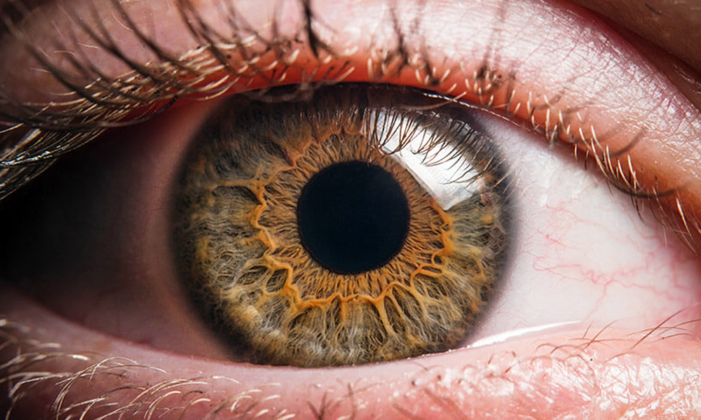 Cornea Cornea